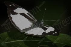 Borboleta 13 <em>(809)</em>