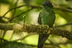 Beija Flor 10 <em>(810)</em>