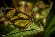 Borboleta 14 <em>(811)</em>
