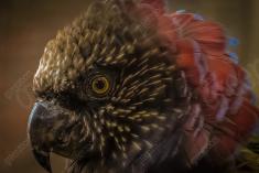 Papagaio <em>(813)</em>