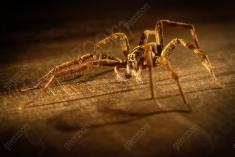 Aranha 8 <em>(815)</em>