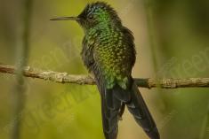 Beija Flor 11 <em>(816)</em>