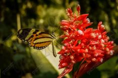 Borboleta 15 <em>(817)</em>