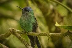 Beija Flor 12 <em>(818)</em>