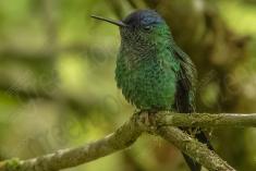 Beija Flor 13 <em>(819)</em>