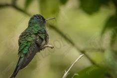 Beija Flor 14 <em>(820)</em>