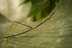 Bicho Pau <em>(821)</em>