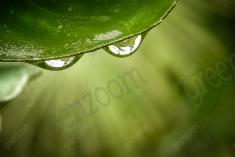 Olhar da Natureza <em>(823)</em>