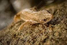 lagartixa 3 <em>(824)</em>