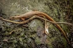 lagartixa 4 <em>(825)</em>