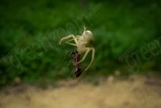 Aranha 7 <em>(847)</em>