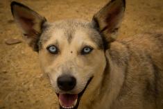 Olhar de Cão <em>(848)</em>