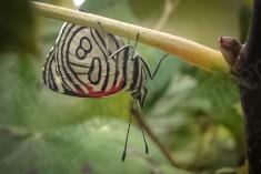 Borboleta 88 <em>(850)</em>