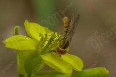 Vespa Amarela II <em>(853)</em>