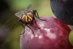 Mosca <em>(854)</em>