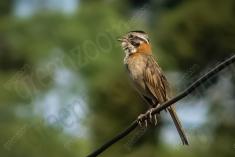 Canto do Tico Tico <em>(857)</em>