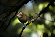 Tico Tico I <em>(858)</em>