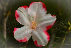 Flor 116 <em>(860)</em>