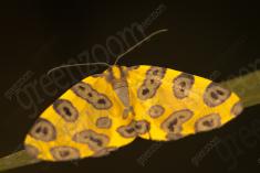Mariposa <em>(861)</em>