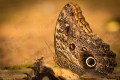 Borboleta 19 <em>(862)</em>