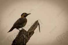 Pica Pau 3 <em>(864)</em>