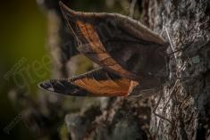 Mariposa I <em>(865)</em>