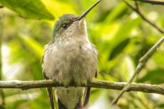Beija Flor 16 <em>(870)</em>