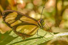Borboleta 20 <em>(871)</em>