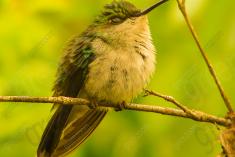 Beija Flor 17 <em>(872)</em>