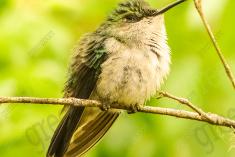 Beija Flor 18 <em>(873)</em>