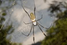 Aranha 9 <em>(876)</em>