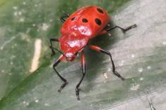 Joaninha III <em>(877)</em>