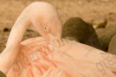 Flamingo I <em>(878)</em>
