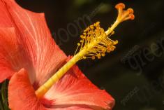 Flor 118 <em>(882)</em>