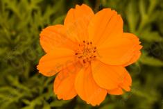 Flor 119 <em>(883)</em>