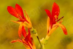 Flor 120 <em>(885)</em>