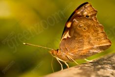 Mariposa 3 <em>(886)</em>