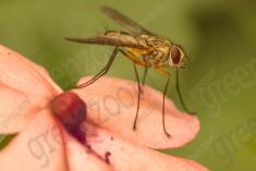 Mosca Amarela <em>(888)</em>