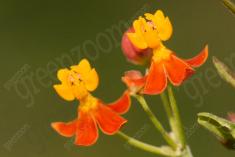 Flor 121 <em>(889)</em>