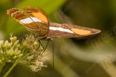 Borboleta 21 <em>(895)</em>