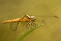 Libelula 7 <em>(896)</em>