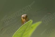 Libelula 8 <em>(897)</em>