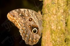 Borboleta 22 <em>(898)</em>