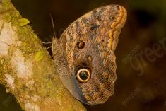 Borboleta 23 <em>(899)</em>
