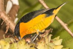 Gaturamo e Fruta do Conde <em>(900)</em>