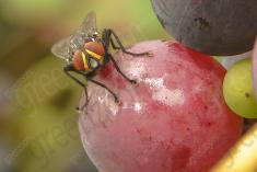 Mosca I <em>(904)</em>