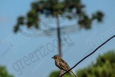 Tico Tico II <em>(905)</em>