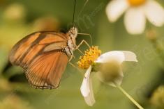 Borboleta 24 <em>(906)</em>