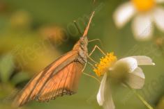 Borboleta 25 <em>(907)</em>