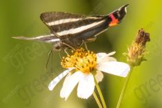 Borboleta 26 <em>(908)</em>